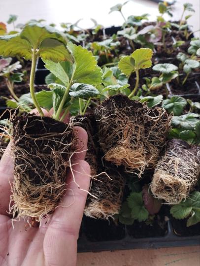 Клубника "МУРАНО" ремонтантная (6 шт.)