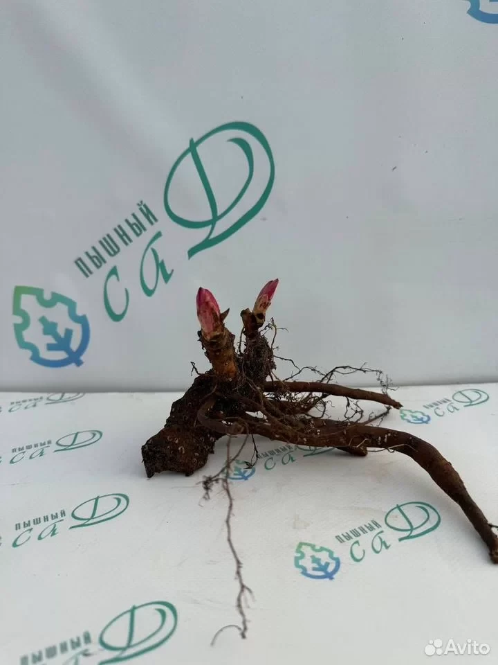 Пион "АРМАНИ"